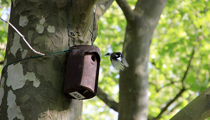Oiseaux nicheurs du Blayais